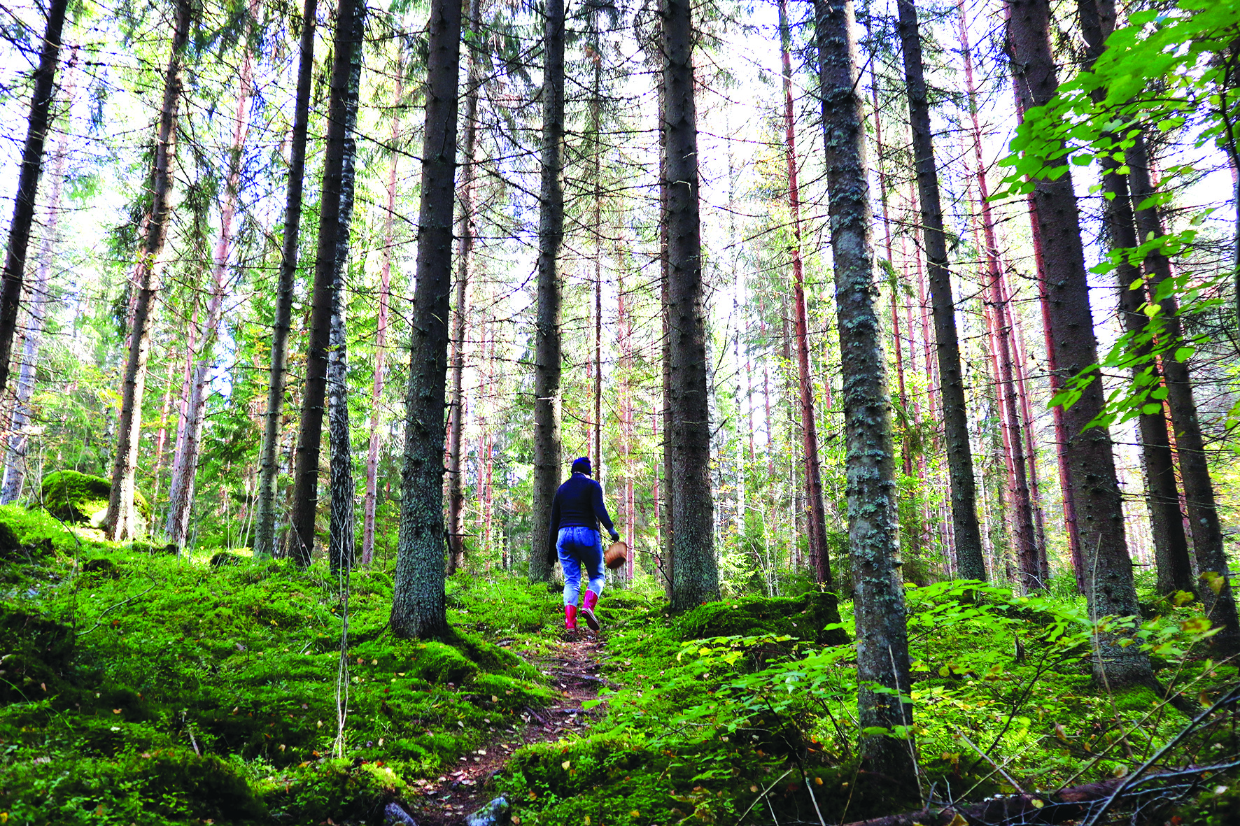 Discover Foraging